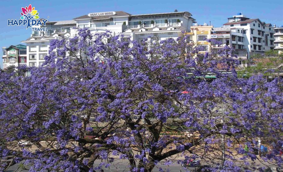 hoa phuong tim da lat