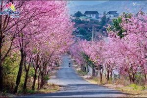 Khám phá tour Đà Lạt 1 ngày giá rẻ tại Happy Day siêu hấp dẫn