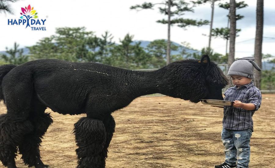 nhiều động vật đáng yêu