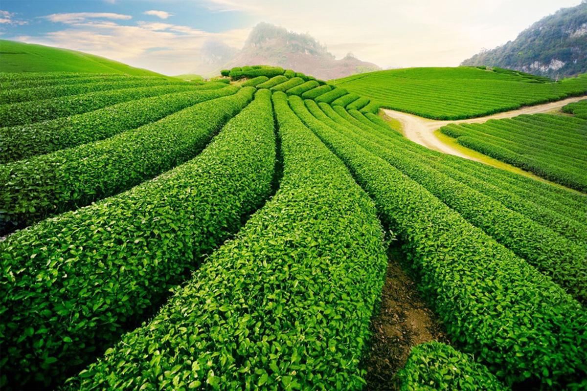 Vẻ đẹp xanh mướt bạt ngàn ở Đồi chè Cầu Đất