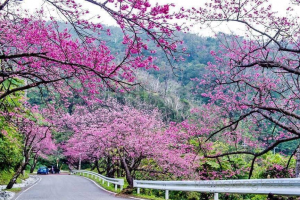 Chia sẻ kinh nghiệm du lịch Đà Lạt chi tiết