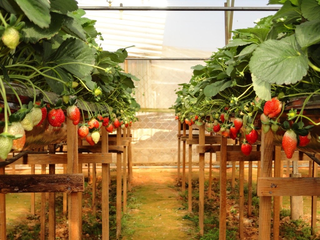 Vườn dâu công nghệ cao Phước Lộc