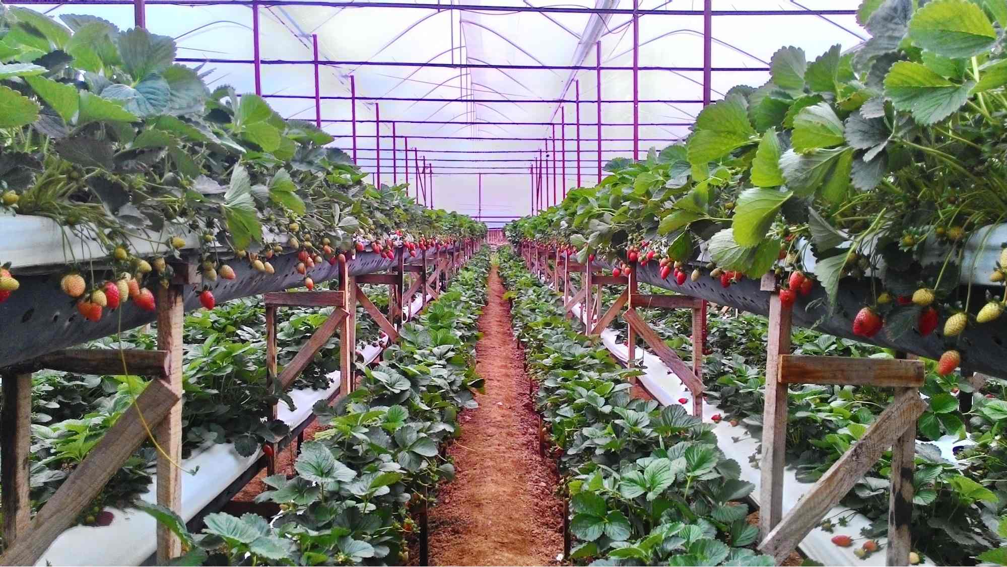 Cây dâu Tây được trồng trên giàn cao tại vườn Thắng Thịnh