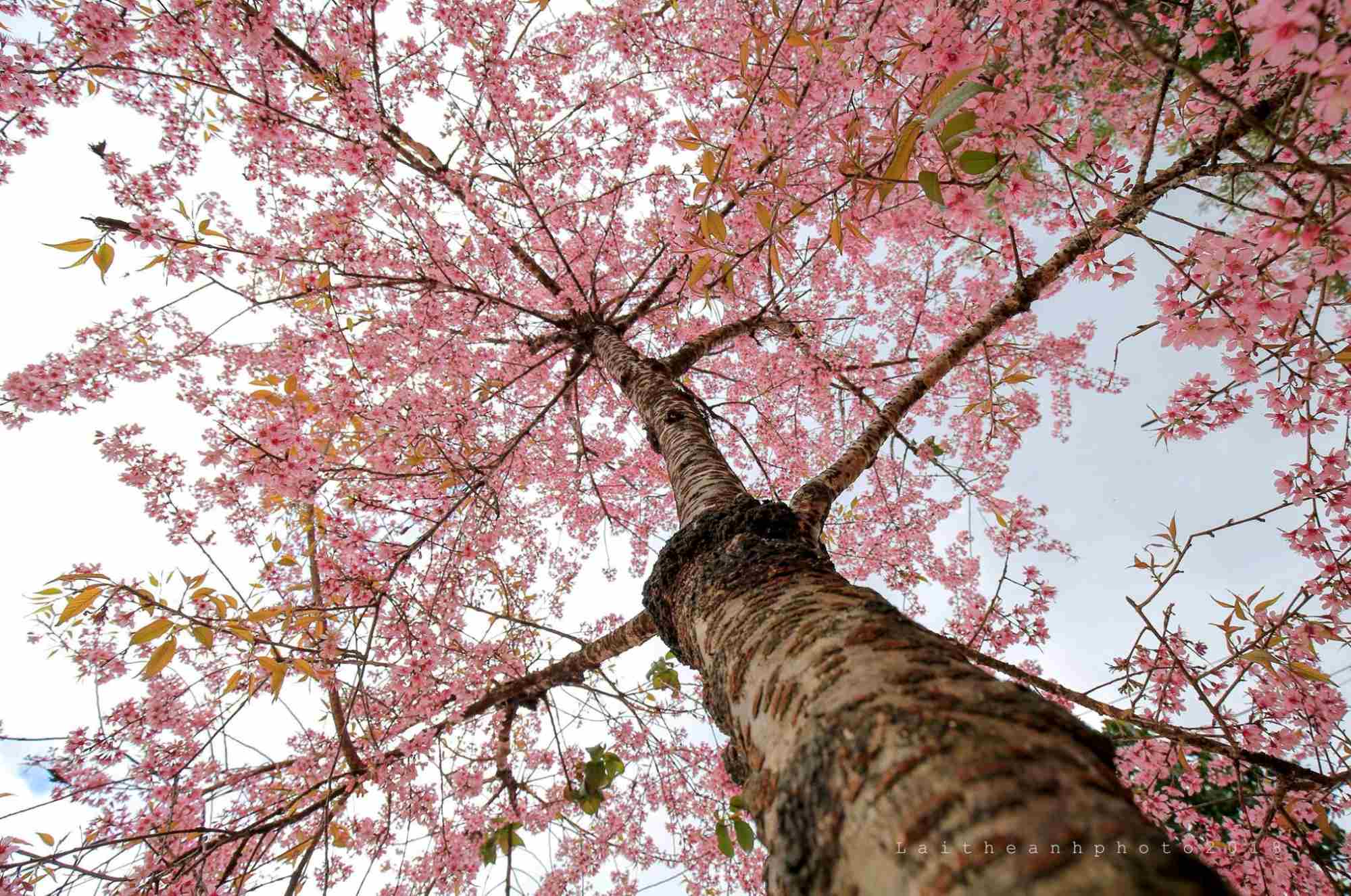 Đường hoa mai anh đào Đường hoa mai anh đào