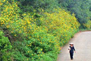 Những cung đường hoa dã quỳ Đà Lạt đẹp nức nở níu chân du khách phương xa