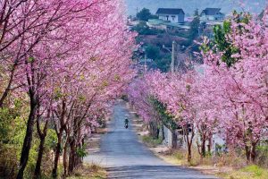 Ngắm những con đường hoa mai anh đào nở rực rỡ mê hồn tại Đà Lạt