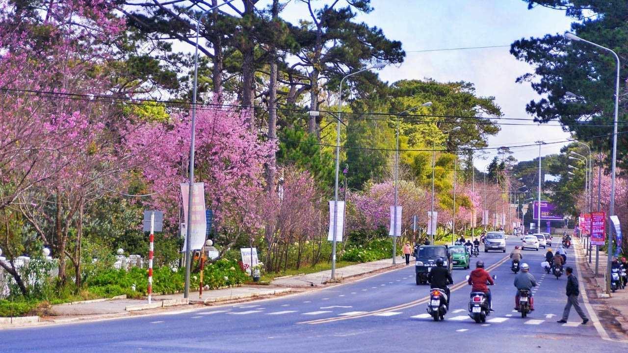 Hoa mai anh đào nở ở đường Trần Hưng Đạo Hoa mai anh đào nở ở đường Trần Hưng Đạo