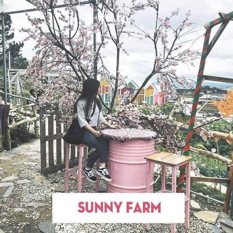 Nông trại Sunny Farm 