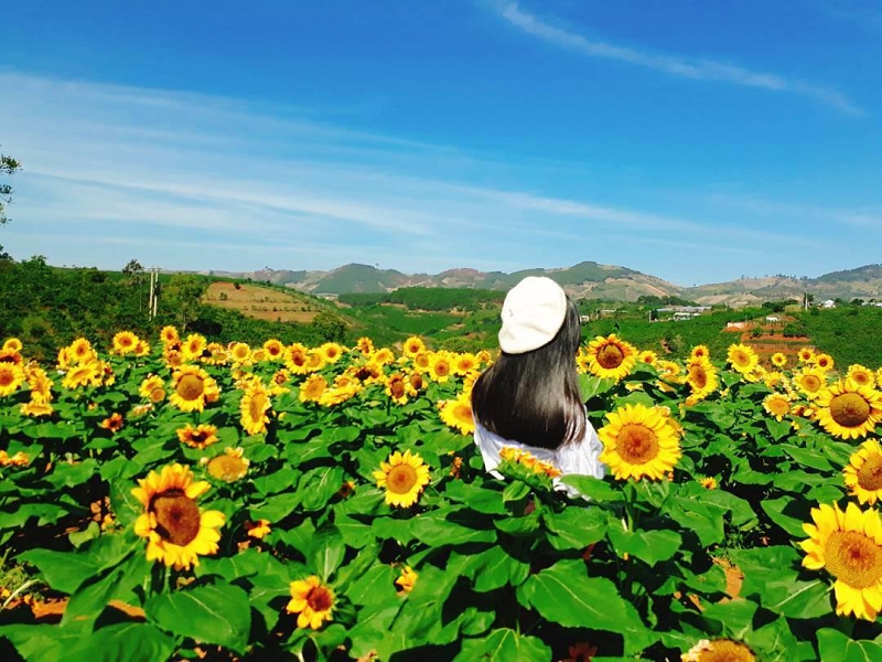 Vườn hoa hướng dương tại nông trại vui vẻ