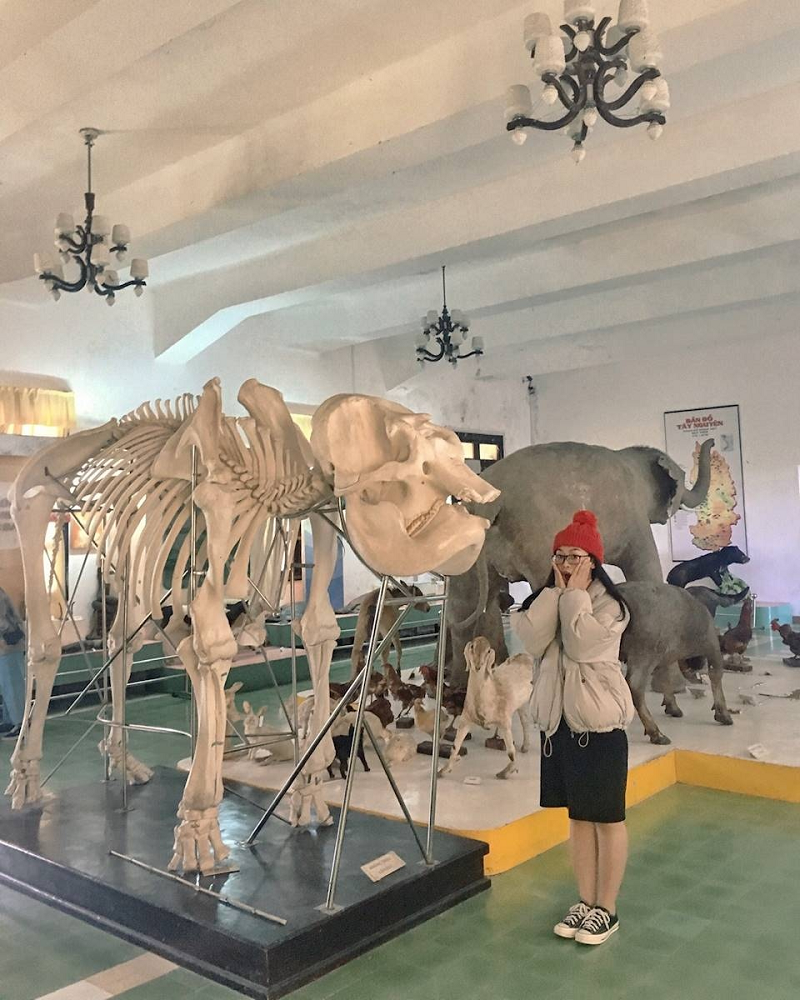 Mô hình các loài động vật quý hiếm