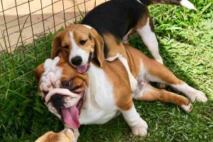 Một ngày tại Puppy Farm – Nông Trại Cún có gì thú vị?