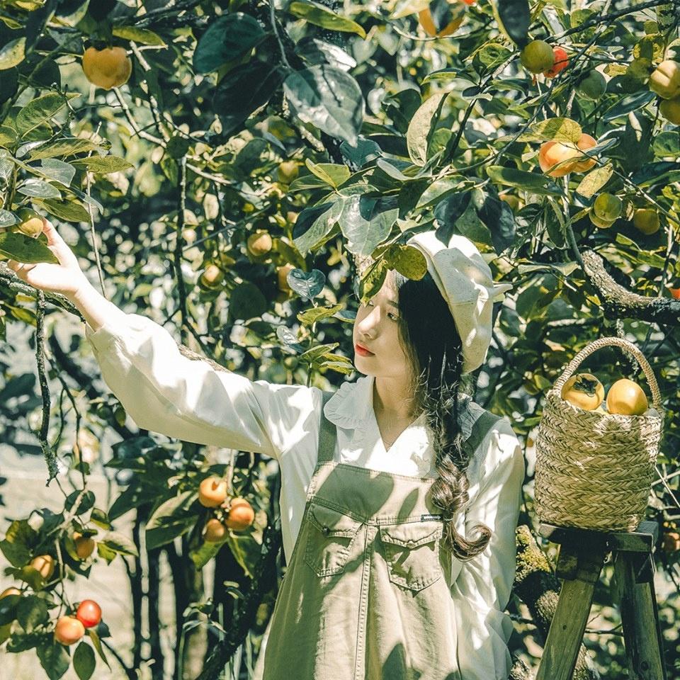 Vườn hồng rộng lớn Vườn hồng rộng lớn