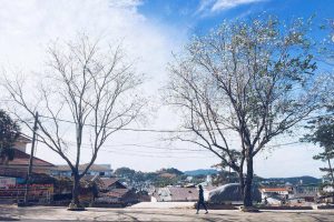 Những con đường hoa ban trắng Đà Lạt – Nơi sự lãng mạn hình thành