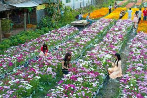 Tham quan Làng hoa Thái Phiên ngày đầu xuân