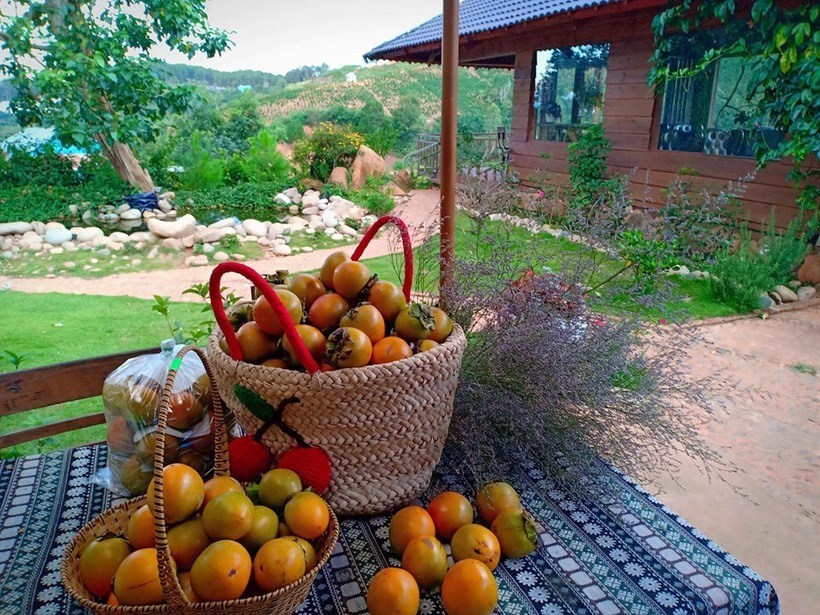  Mộc Trà Farm 