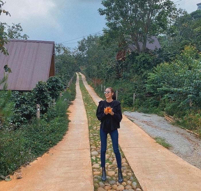 Mộc Trà Farm