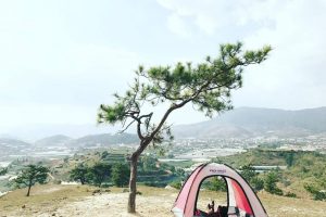 Truy tìm những cây cô đơn ở Đà Lạt – Địa điểm có view siêu hot