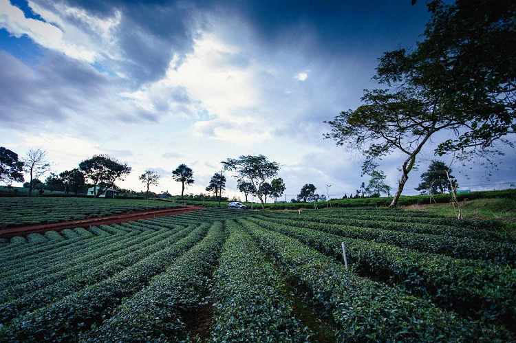 Một màu xanh mơn mớn Một màu xanh mơn mớn