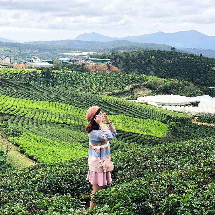 Bạt ngàn màu xanh của đồi chè Bạt ngàn màu xanh của đồi chè