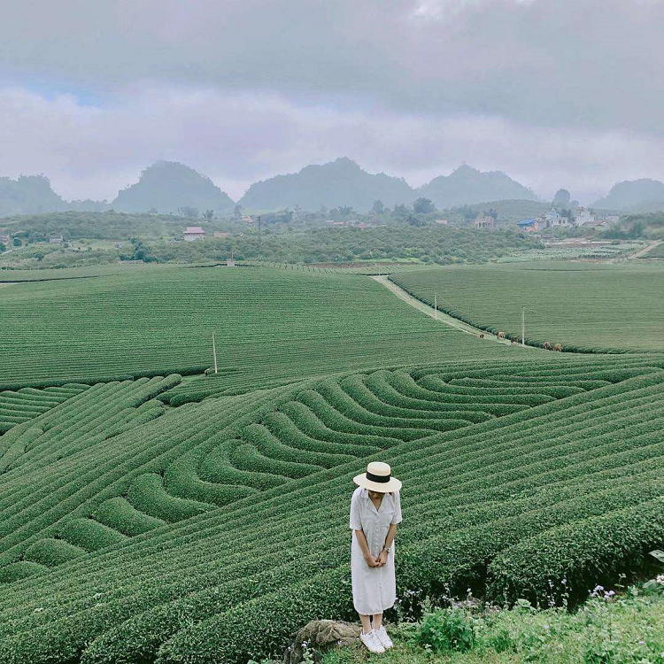 Chụp ảnh sống ảo ở đồi chè Chụp ảnh sống ảo ở đồi chè
