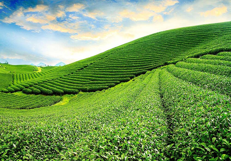 Đồi chè Tâm Châu Đồi chè Tâm Châu