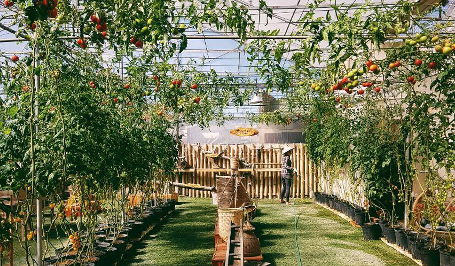 Vườn rau củ quả sạch ở Green Box