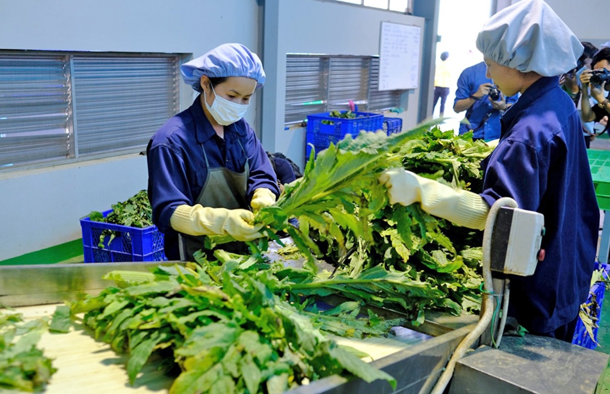 Chế biến trà Atiso