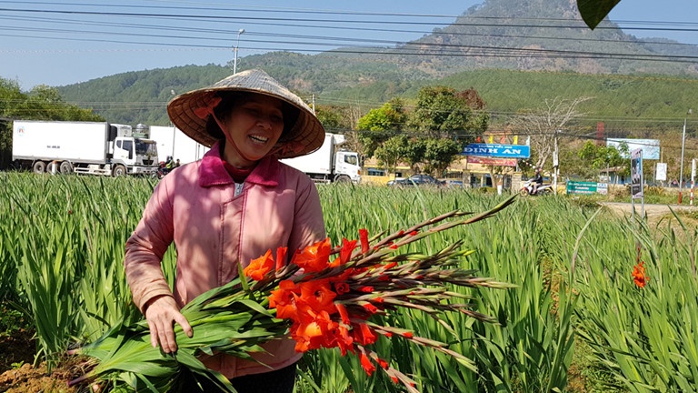 Thu hoạch hoa Lay ơn Thu hoạch hoa Lay ơn