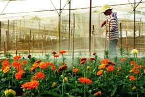 Chiêm ngưỡng vẻ đẹp ngàn hoa tại Làng Hoa Hà Đông