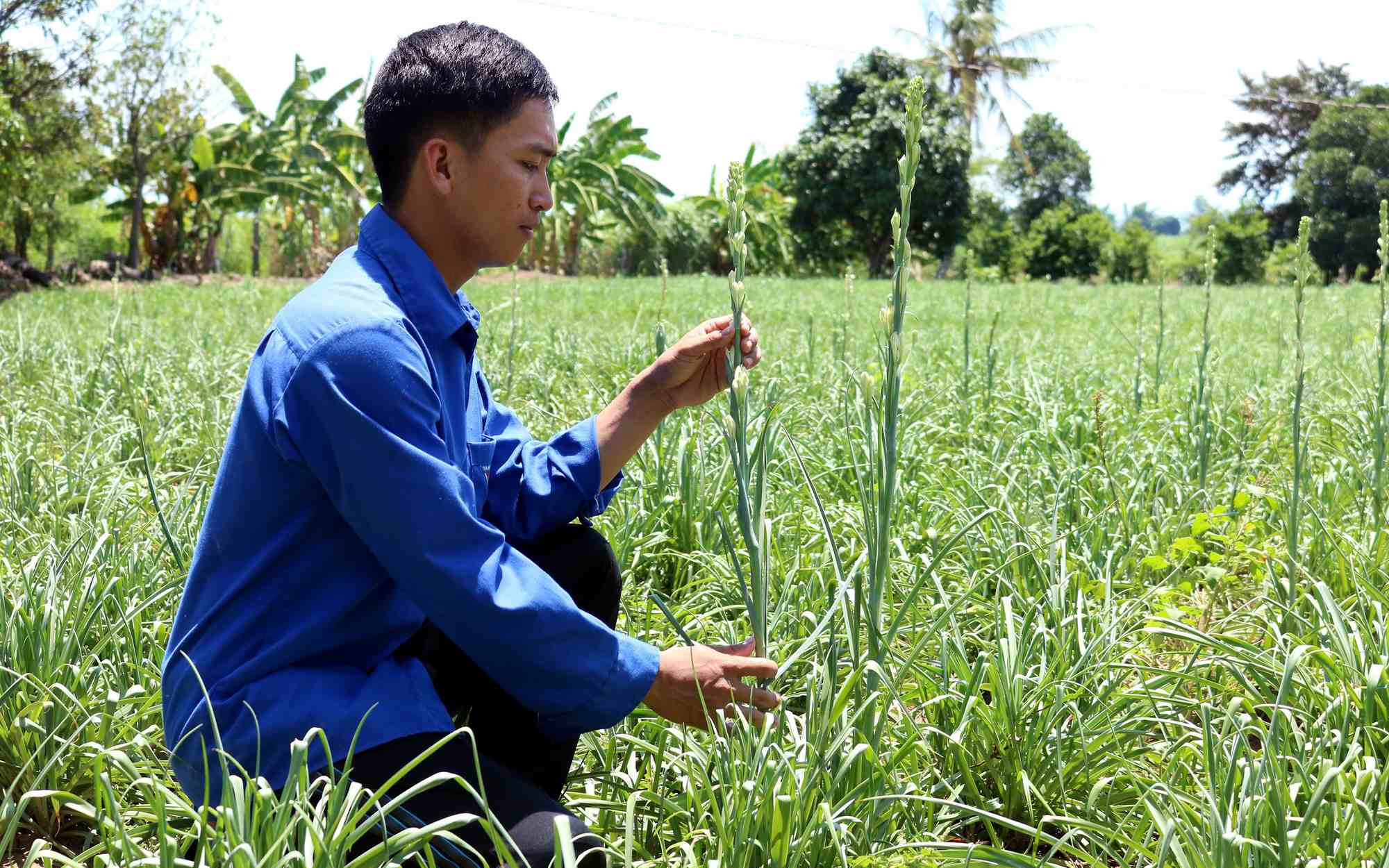 Làng hoa Xuân Thọ Làng hoa Xuân Thọ