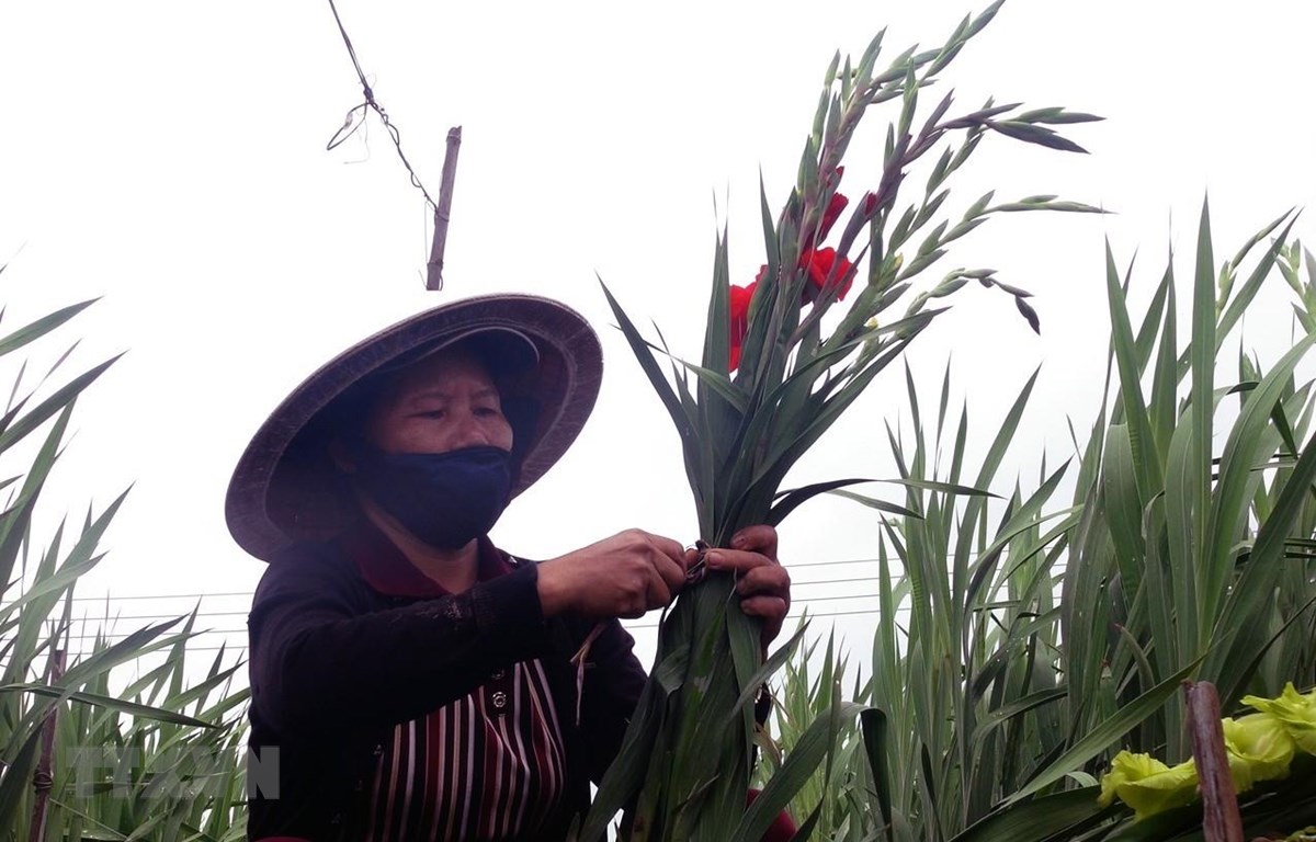 Bó cành hoa lay ơn Bó cành hoa lay ơn