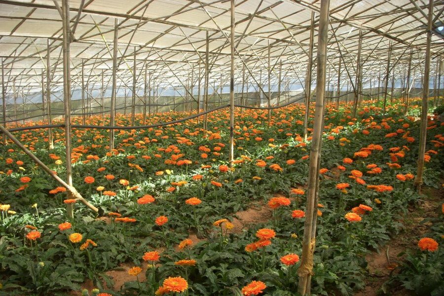 Vẻ đẹp rực rỡ của vườn hoa Vẻ đẹp rực rỡ của vườn hoa