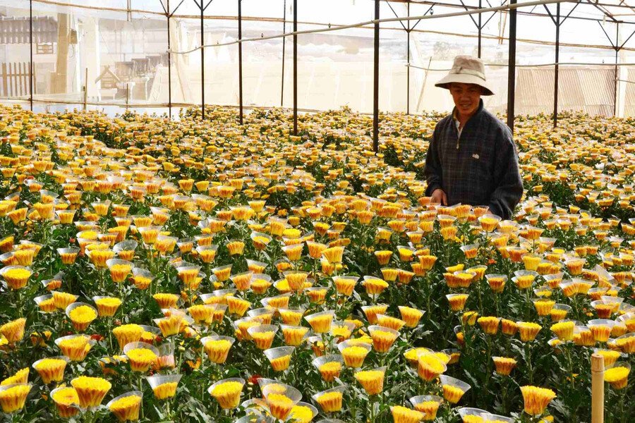 Vườn cúc nở rộ Vườn cúc nở rộ