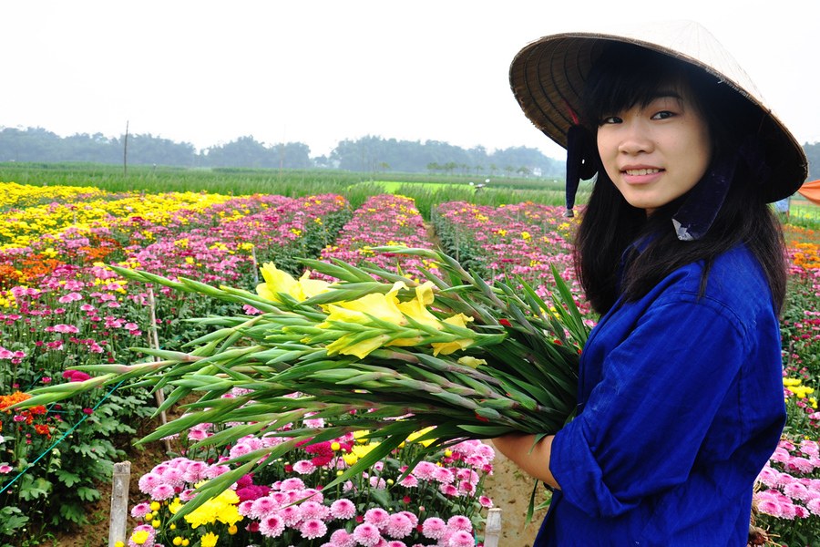 Làng Xuân Thọ thu hoạch hoa Làng Xuân Thọ thu hoạch hoa