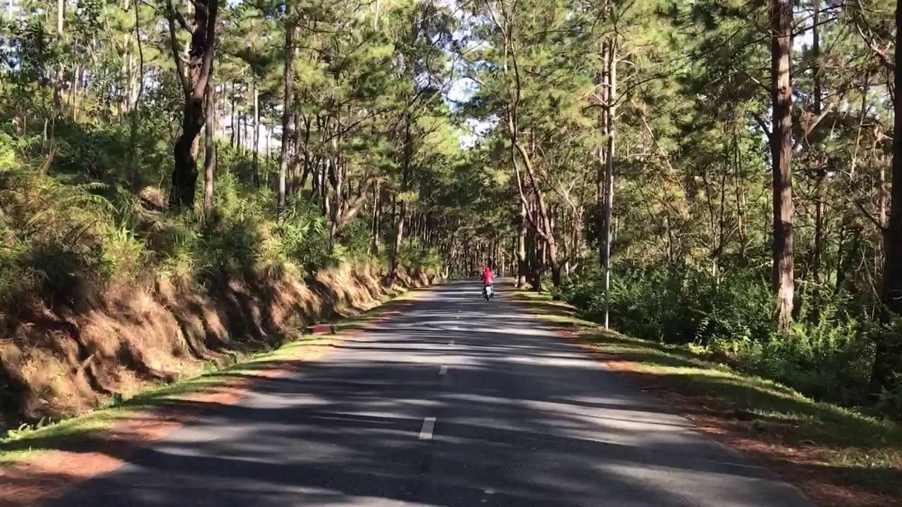 Rừng thông Đà Lạt