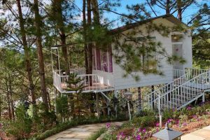Pine Hill homestay – Căn nhà trên cây view đồi thông mát mẻ