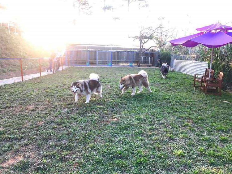 Nông trại vui vẻ với những thú cưng