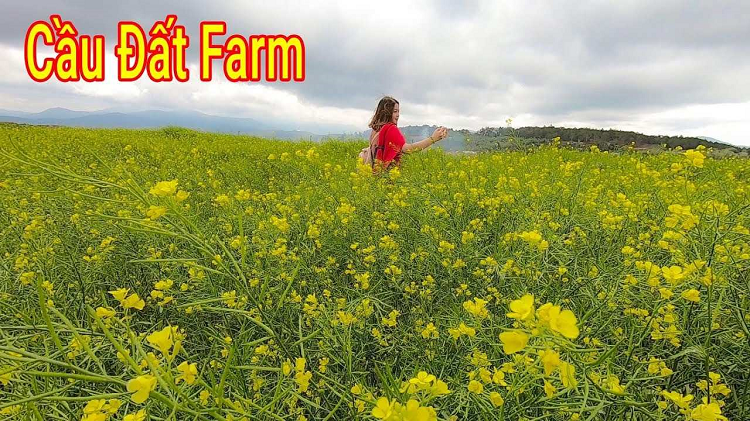 Cánh đồng cải vàng Cầu Đất 
