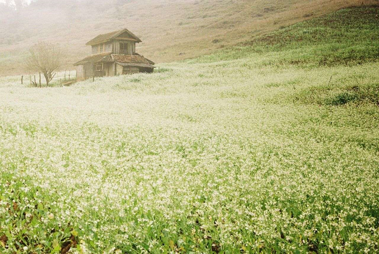 Cánh đồng hoa cải trắng Cánh đồng hoa cải trắng