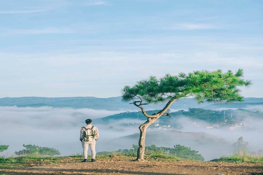 Cây thông đồi Thiên Phúc Đức