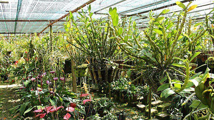 các loại hoa lan 