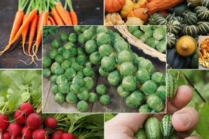 Đôi chút câu chuyện về rau củ tí hon ở Đà Lạt
