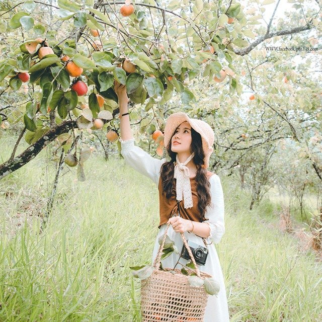 Vườn hồng Thái Long miễn phí tham quan Vườn hồng Thái Long miễn phí tham quan