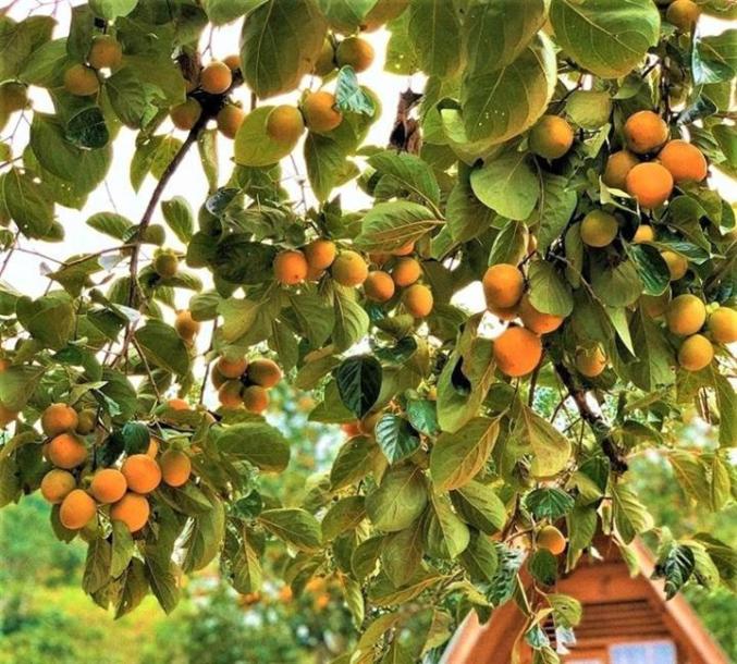 Vườn hồng sai trĩu quả