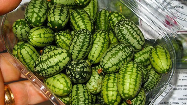 Giống dưa hấu tí hon
