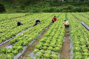 Vì sao lại có làng Thần Kỳ Đà Lạt?