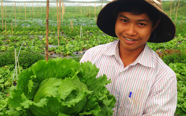 Rau xà lách sạch và tươi ngon