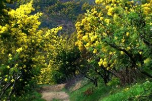 Hoa Mimosa Đà Lạt nở vào tháng nào và tuyến đường nào đẹp nhất?