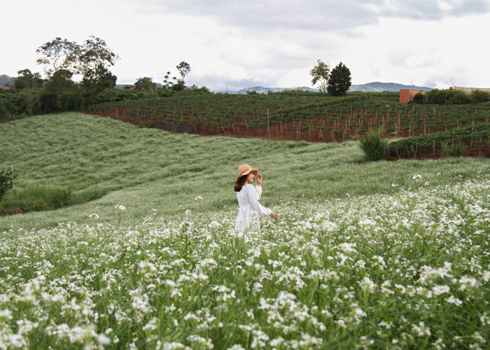 Vườn hoa cải trắng Kimi Farm. Vườn hoa cải trắng Kimi Farm.