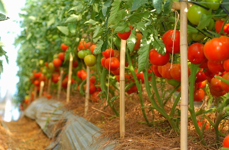 Các giàn cà chua trĩu quả
